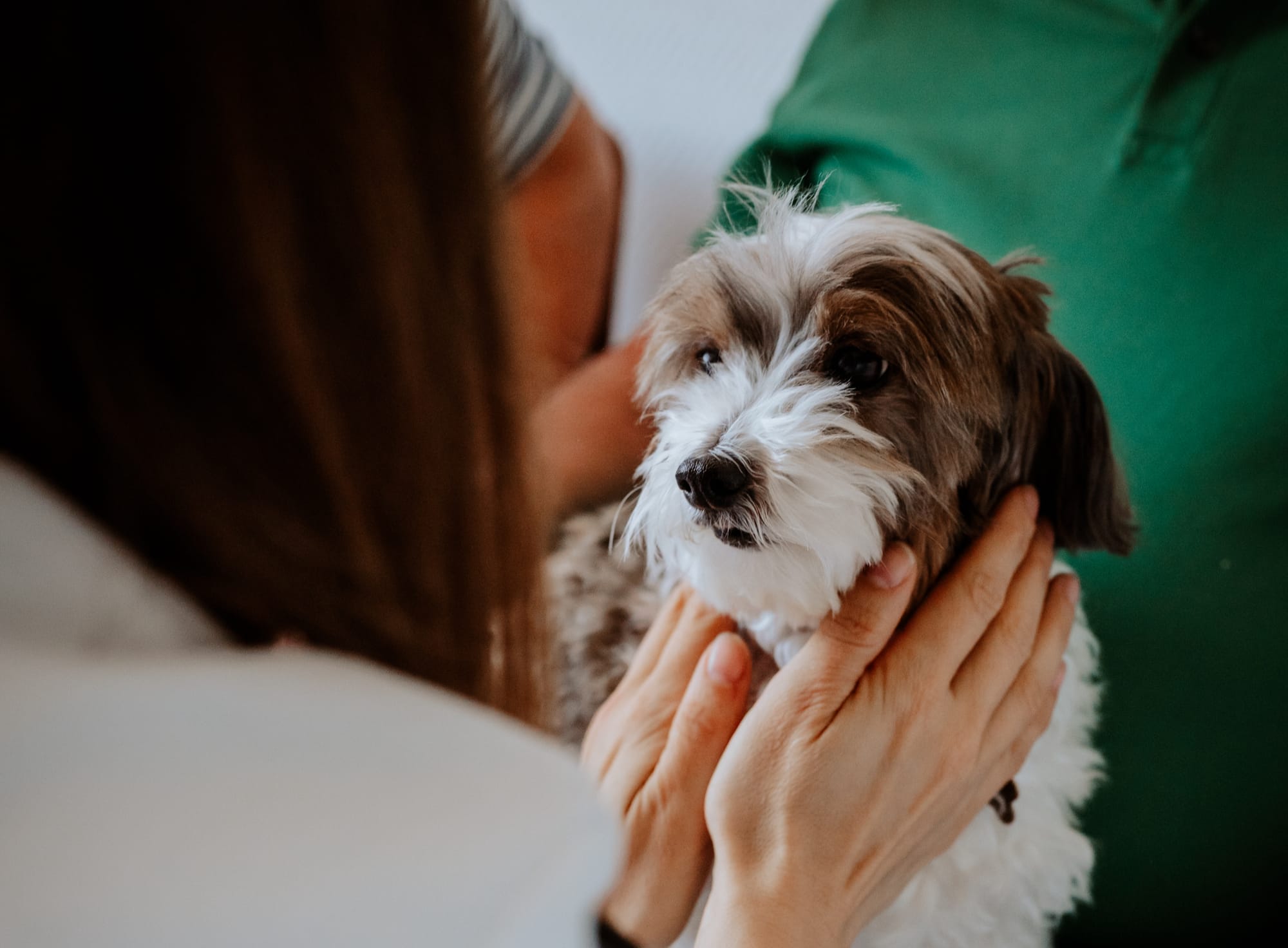 Kleintierpraxis Hospitalstrasse – Praxis Slideshow